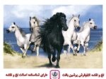 قیمت نخ و نقشه حیوانات گله اسب