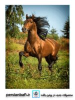قیمت نخ و نقشه حیوانات اسب وحشی