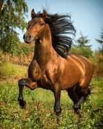 قیمت نخ و نقشه حیوانات اسب وحشی