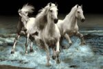 قیمت نخ و نقشه حیوانات فرار اسب ها