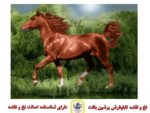 قیمت نخ و نقشه حیوانات اسب در جنگل
