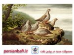 قیمت نخ و نقشه حیوانات کبک های وحشی