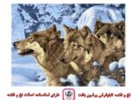 قیمت نخ و نقشه حیوانات گرگ های کوهستان