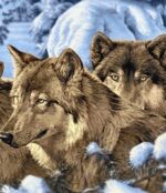 قیمت نخ و نقشه حیوانات گرگ های کوهستان