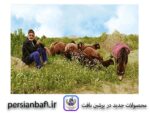 قیمت نخ و نقشه چرای گوسفندان