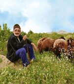 قیمت نخ و نقشه چرای گوسفندان