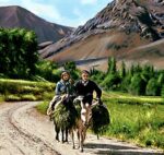قیمت نخ و نقشه زوج روستایی