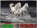 نخ و نقشه تابلوفرش سه اسب