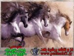 نخ و نقشه تابلوفرش به سوی آزادی