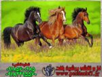 نخ و نقشه سه اسب