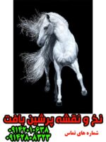 نخ و نقشه اسب یال بلند سفید