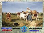 قیمت نخ و نقشه طرح دختر مزرعه دار