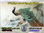 نخ و نقشه تابلوفرش طاووس