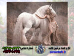نخ و نقشه خانمی با اسب سفید