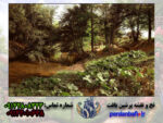 نخ و نقشه نهر و جنگل