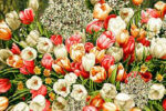توضیحات تابلوفرش گل های جنگلی نخ و نقشه