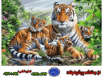 نخ و نقشه خانواده ببرها جدید